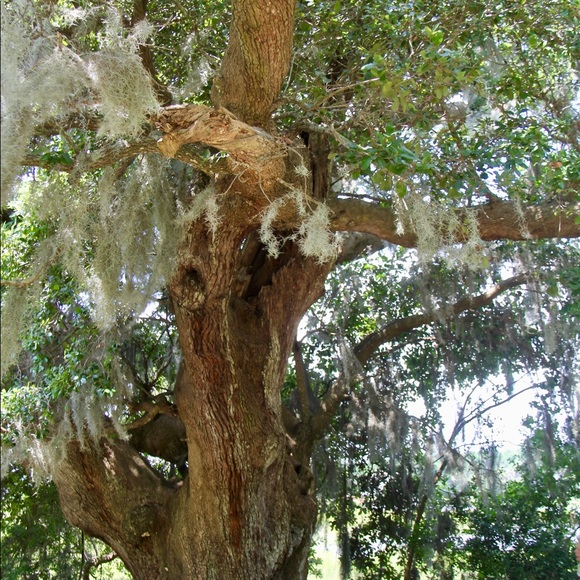 Meet your Posher, Tiffini - Picture 1 of 1